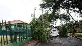 Árvore tomba durante tempestade e fecha passagem de veículos na Rua Marco Aurélio Beier (Foto: Alex Machado)