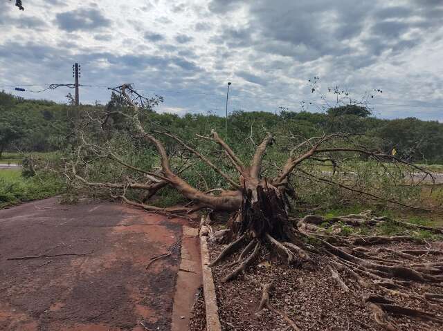 Depois da chuva forte, bairros da Capital passam por limpeza 