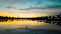 Pantanal que fotógrafo vê desde os 5 anos vira exposição cheia de cores