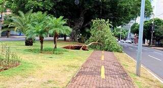 Árvore de pequeno porte foi arrancada pela raiz, fechando a ciclovia na Avenida Afonso Pena (Foto: Vinicius Santana)