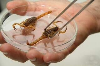 Escorpiões capturados em MS (Foto: Divulgação/SES)