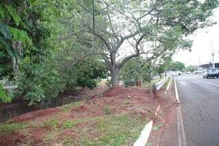 Na interseção da Avenida Fernando Correa da Costa com a Rua José Antônio, é possível observar a presença de vários formigueiros ao redor das árvores (Foto: Paulo Francis)