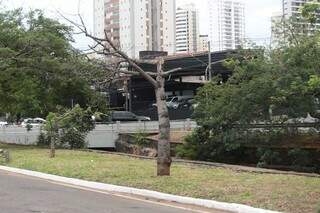 Paineira seca é encontrada na esquina entre a Avenida Ricardo Brandão e a Rua Bahia (Foto: Marcos Maluf)