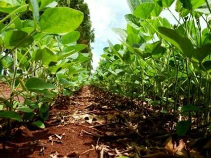 Prazo para plantar soja em Mato Grosso do Sul vai até 24 de dezembro 