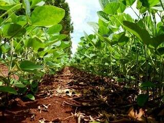 Área plantada com soja em Mato Grosso do Sul; plantio deve ser concluído na primeira semana de dezembro. (Foto: Divulgação/Governo MS)