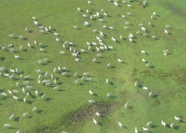 Projeto que cria Lei do Pantanal estabelece &aacute;reas &quot;intoc&aacute;veis&quot;