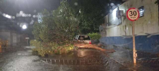 Ventania tumultua cidade, derruba &aacute;rvores e causa estragos em Nova Andradina