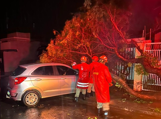 Condutora estava dentro de veículo quando árvore caiu. (Foto: Reprodução/Jornal da Nova)