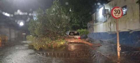 Ventania derruba árvore e causa estragos em Nova Andradina