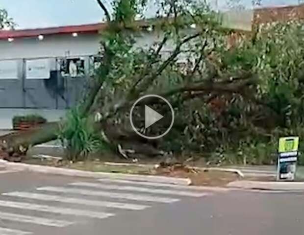 Ventos de 87,2 km/h arrancam &aacute;rvore pela raiz em avenida