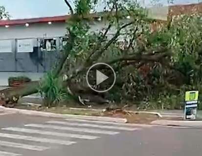 Ventos de 87,2 km/h arrancam árvore pela raiz em avenida