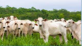 Rebanho bovino criado a pasto em propriedade rural; além de gado qualquer plantel de outros animais deverá ser declarado. (Foto: Arquivo/Embrapa)