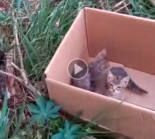 V&iacute;deo mostra homem abandonando filhotes de gato em terreno baldio
