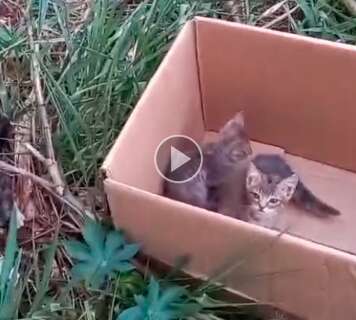 Vídeo mostra homem abandonando filhotes de gato em terreno baldio