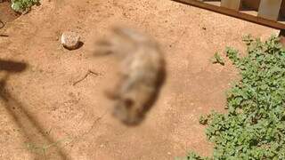 Um dos gatos mortos pelo pitbull (Foto: Divulgação)
