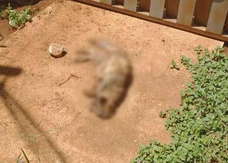 Pitbull mata quatro gatos e ataca mulher no Jardim Carioca
