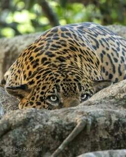 Fábio registra a vida selvagem no Pantanal. (Foto: Fábio Paschoal)