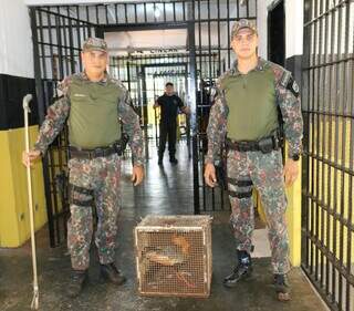 Policiais militares recolheram animal para recuperação. (Foto: Reprodução/PMA)