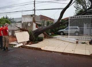 Portão de residência ficou destruído com queda de árvore. (Foto: Osmar Daniel)