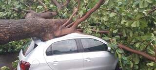 Árvore caiu em cima de carro que estava estacionado em frente a uma casa (Foto: Direto das Ruas)