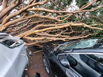 Árvore cai e causa estragos em três carros no estacionamento do aeroporto
