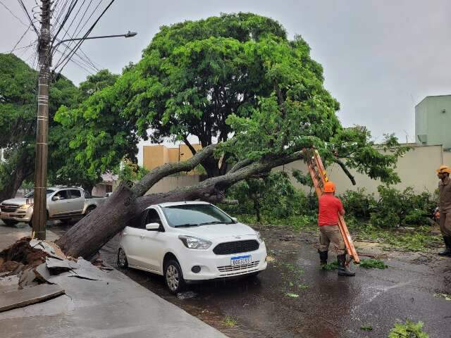 Durante chuva forte, &aacute;rvore cai sobre carro estacionado no Jardim S&atilde;o Bento