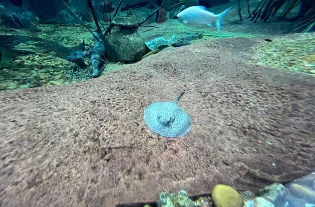 Beb&ecirc;s arraias nascem em tanque do Bioparque Pantanal e viram atra&ccedil;&atilde;o