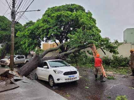 Durante chuva forte, árvore cai sobre carro estacionado no Jardim São Bento