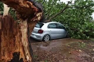 Árvore caiu sobre veículo Volkswagen Gol (Foto: Osmar Daniel Veiga)