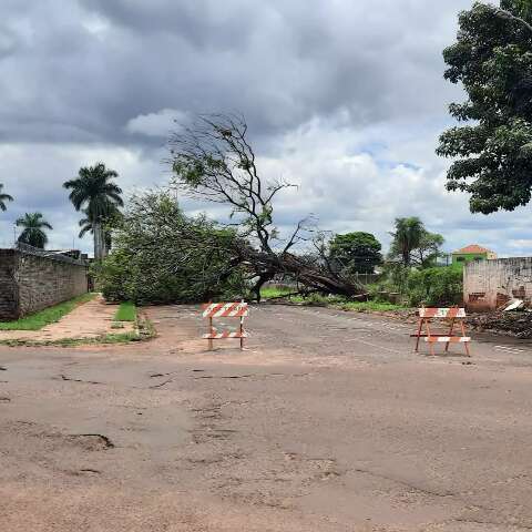 &Aacute;rvore que caiu h&aacute; quase 1 semana bloqueia acesso &agrave; Avenida Bandeirantes