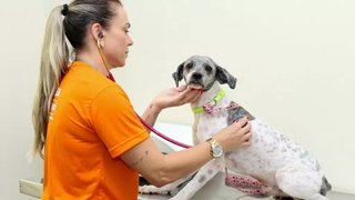 Veterinária realiza atendimento canino em unidade da subsecretaria. (Foto: Reprodução/Subea)