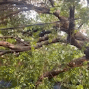 Árvore gigante cai sobre casa no Nova Campo Grande