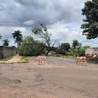 Árvore que caiu há quase 1 semana bloqueia acesso à Avenida Bandeirantes