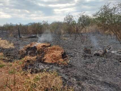 Pesquisadores criam caixa corta-fogo para evitar incêndios no Pantanal 