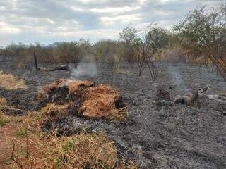 Área atingida por queimadas no Pantanal, 2023 (Foto: Ana Carolina Faccin)
