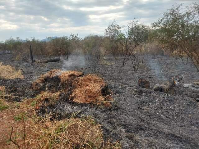 Pesquisadores criam caixa corta-fogo para evitar inc&ecirc;ndios no Pantanal 