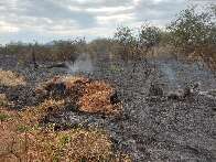 Pesquisadores criam caixa corta-fogo para evitar incêndios no Pantanal 