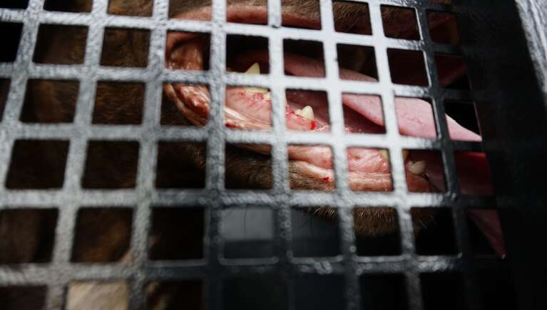 Machucado na boca do cachorrro que estava abandonado há seis meses (Foto: Alex Machado)