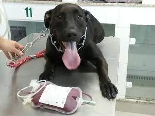 Cãozinho fazendo doação de sangue em Santa Catarina (Foto: HCVB/Divulgação)