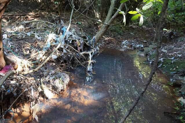Arborizar não basta: preservação de nascentes depende de educação da cidade
