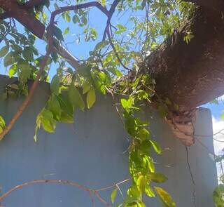 Árvore caída sobre muro de casa no Nova Campo Grande (Foto: Direto das Ruas)