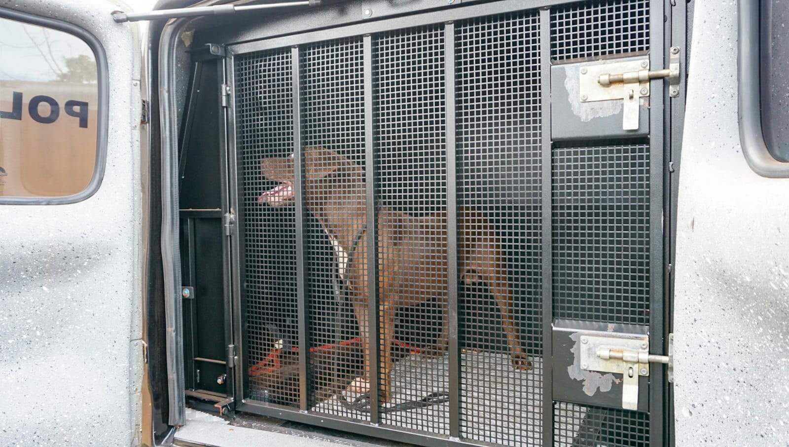 Abandonado há 6 meses, pitbull é resgatado desnutrido e com ferimentos