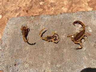 Escorpiões encontrados na casa de moradora, em Campo Grande (Foto: Direto das Ruas)