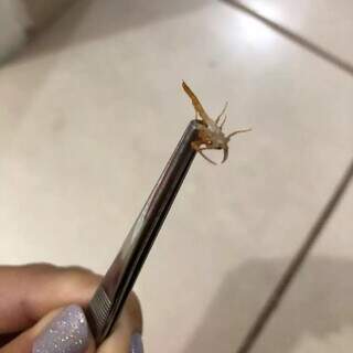 Julliete Oliveira encontrou escorpião no banheiro de casa (Foto: Arquivo pessoal)