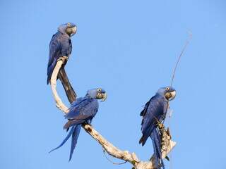 Maior arara do Planeta, as araras-azuis só existem no Pantanal e estão ameaçadas de extinção (Foto: Instituto Arara-Azul)