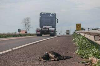 Tamanduá morreu atropelado na BR-060, em Campo Grande. (Foto: Marcos Maluf)