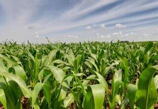 Área plantada de milho cresceu 6,75% de 2022 para 2023. (Foto: Divulgação/Aprosoja-MS)