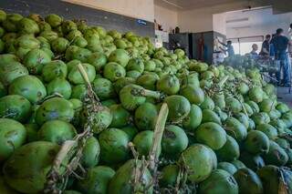 O coco vendido e revendido pela Aruba é produzido em fazendas do Nordeste. (Foto: Marcos Maluf)