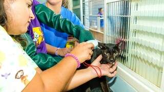 Gato recebe atendimento veterinário de equipe da Subea (Foto: Divulgação)