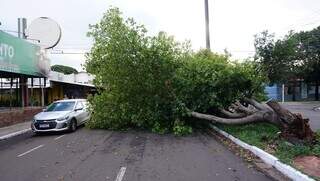 Árvore caiu esta tarde durante chuva no bairro Sílvia Regina. (Foto: Alex Machado)